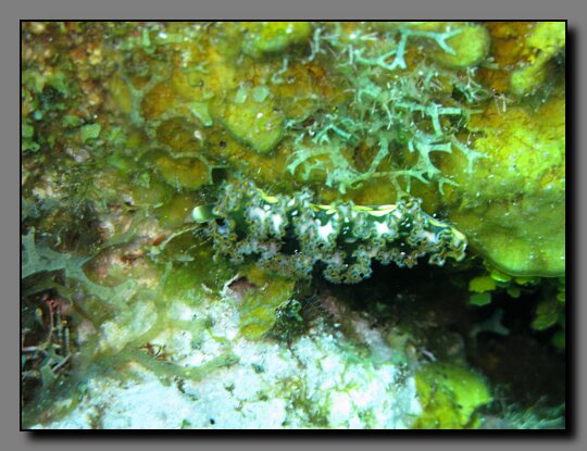 lettuce leaf sea slug